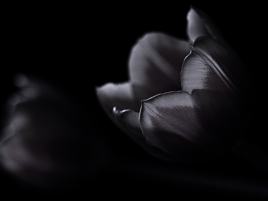 Тюльпаны в темноте обои