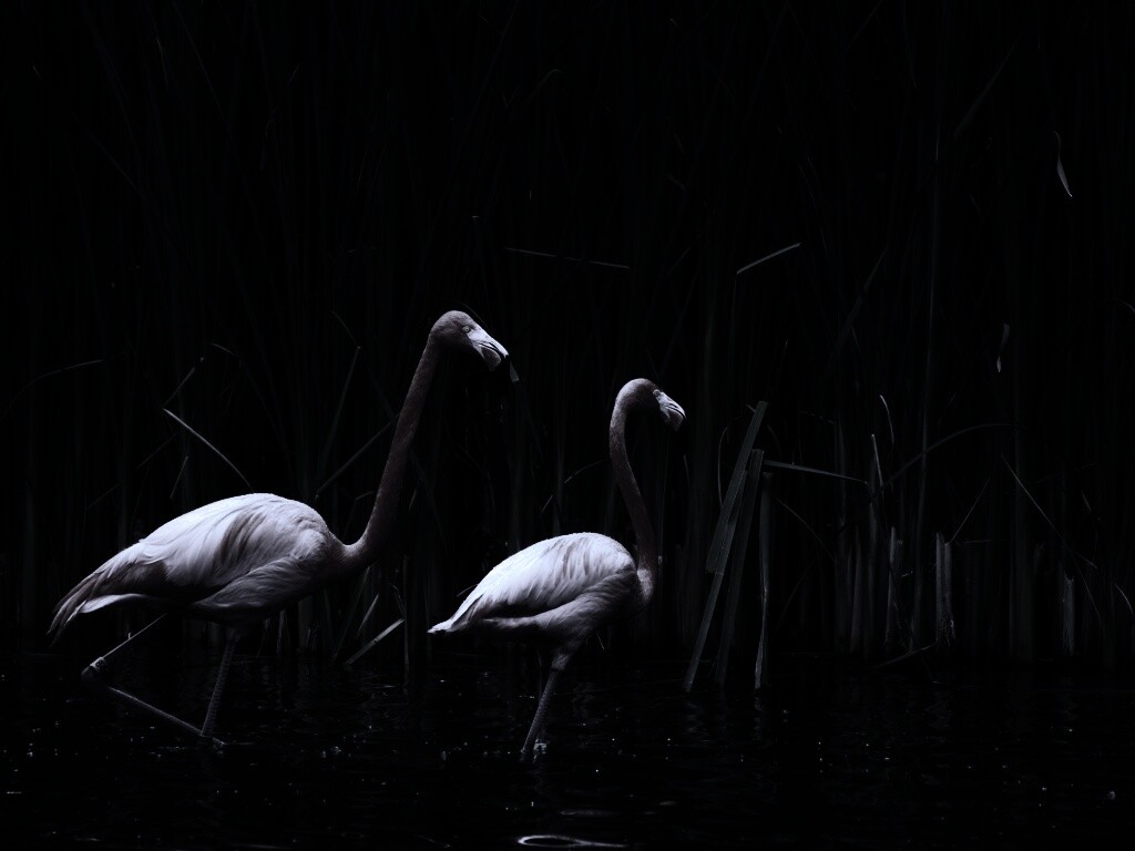 Красивые розовые фламинго на озере обои