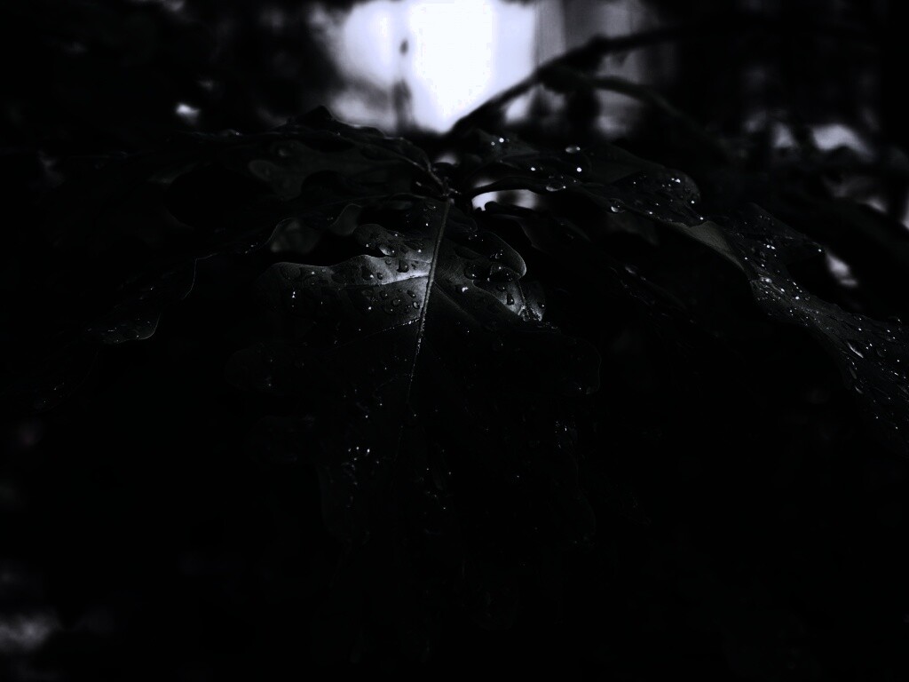 Сочные листья дуба обои