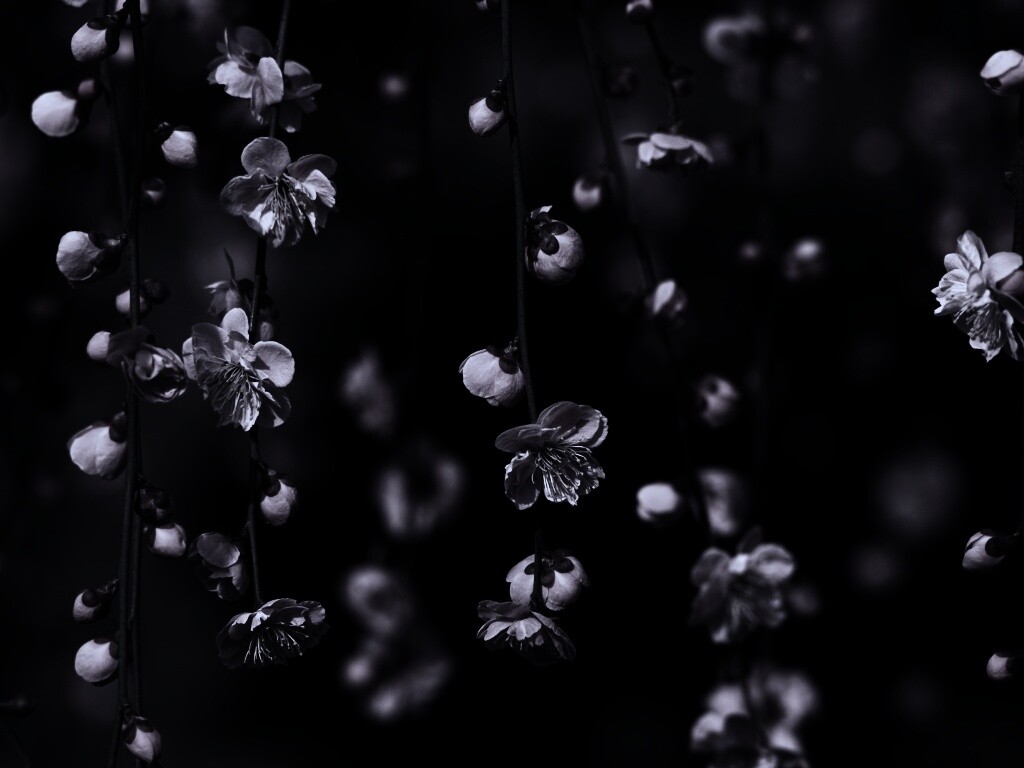 Веточки цветущего дерева обои