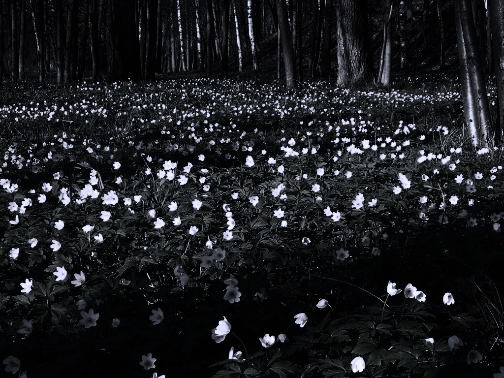 Поляна весенних цветов обои