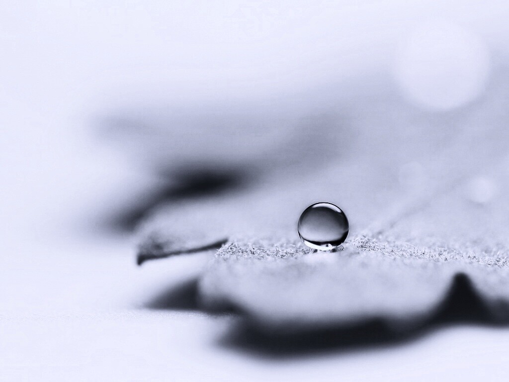 Капля на замёрзжем листе обои