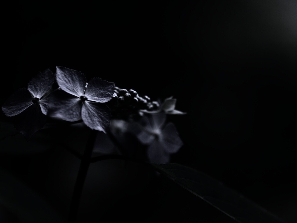 Нежно-синие цветы обои