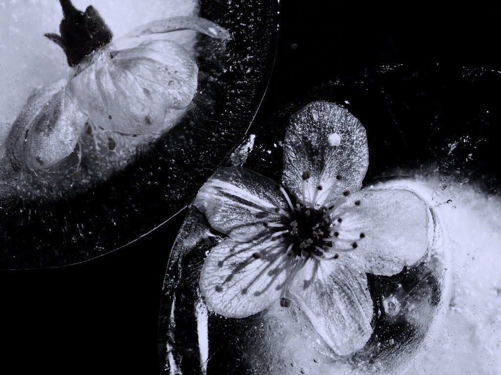 Цветы вишни во льду обои