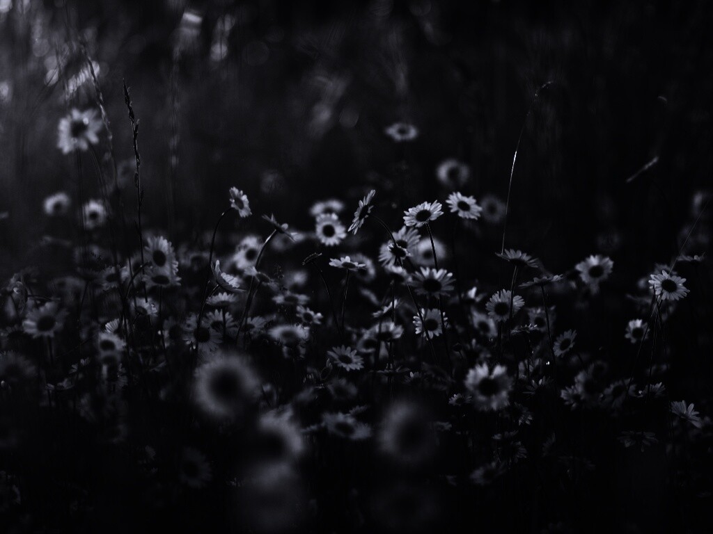 Поле ромашек обои