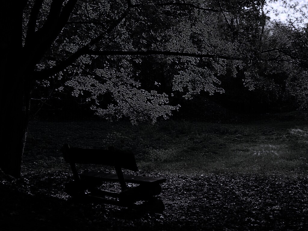 Скамейка под деревом обои