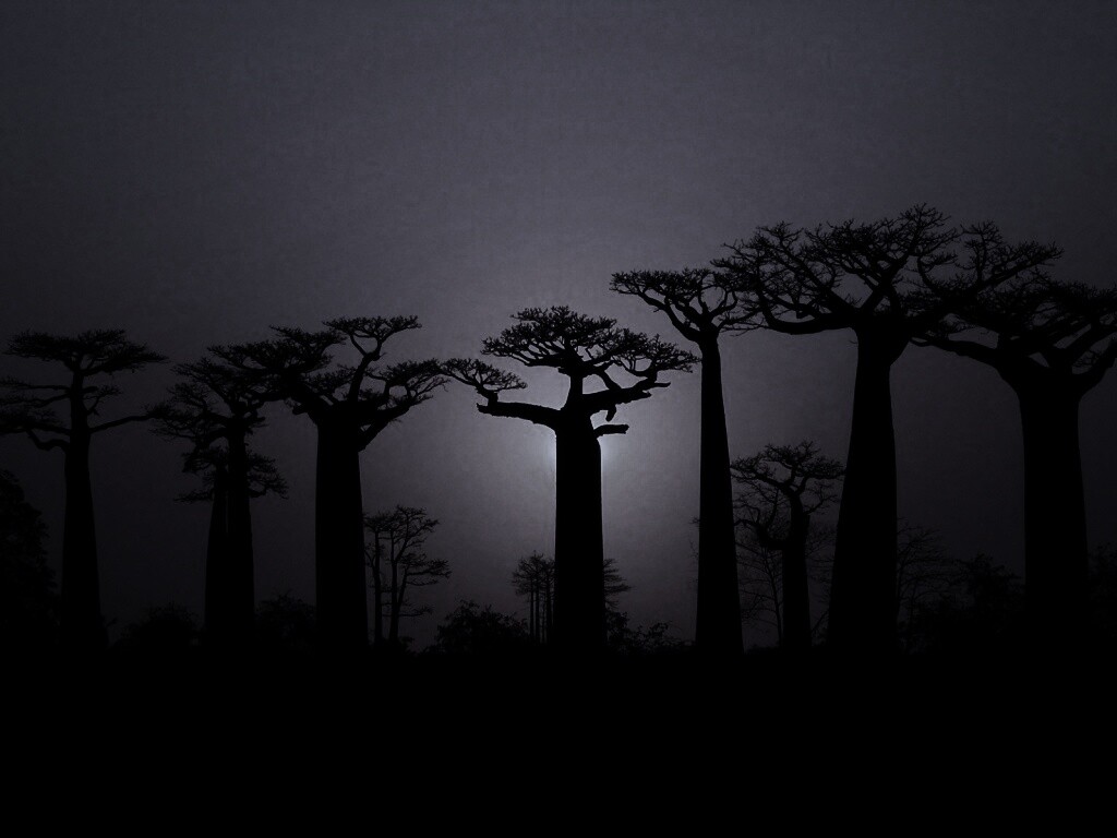 Баобабы на закате обои