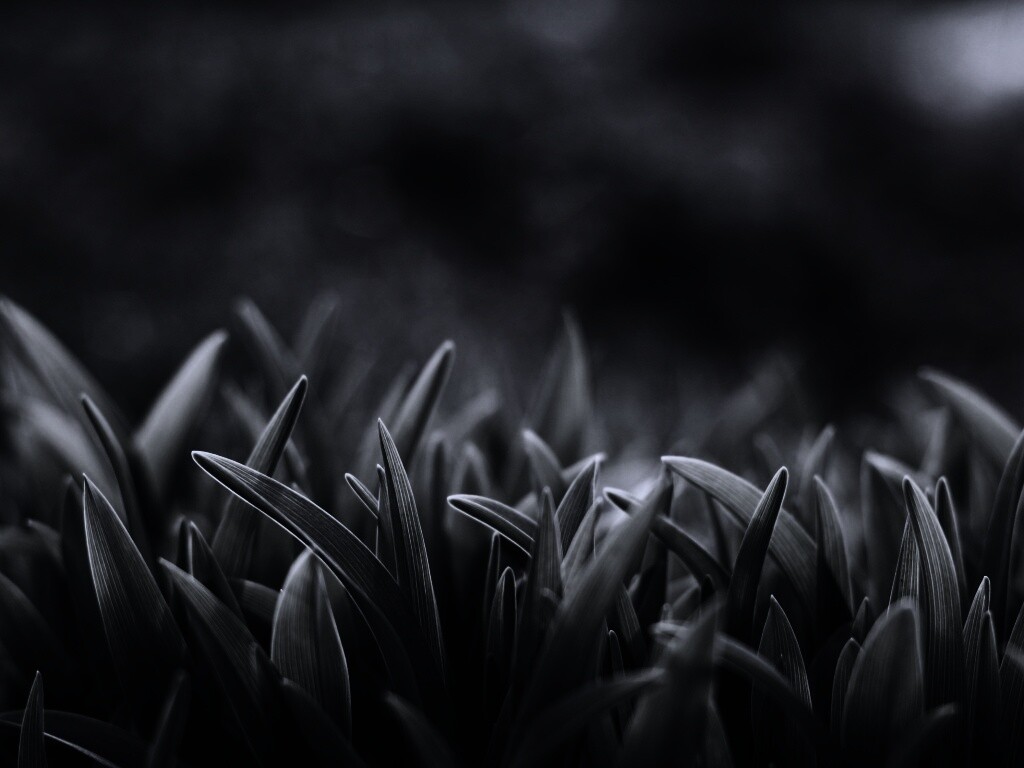 Сочная нежная трава обои