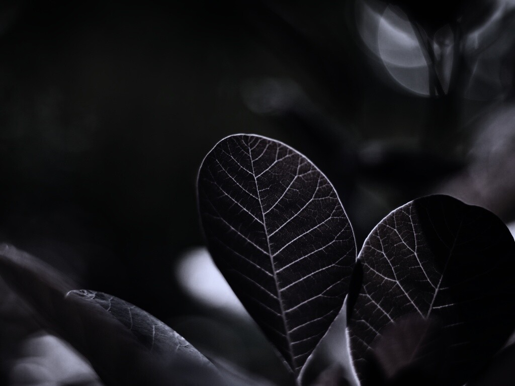 Красные листья обои