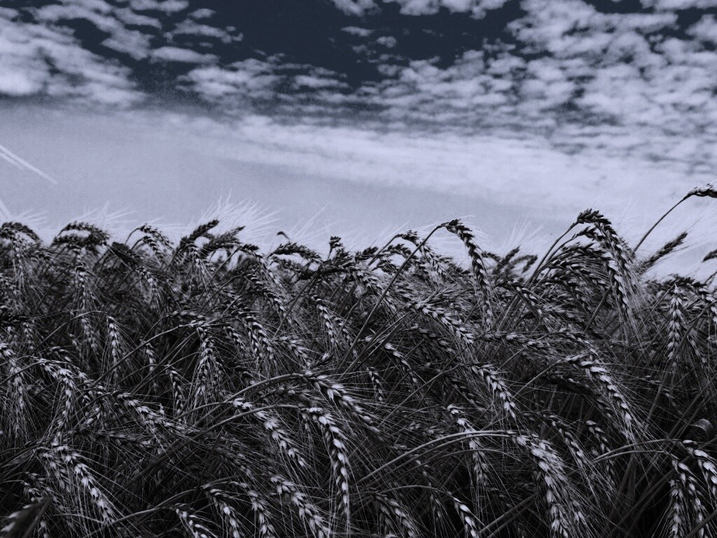 Колосья в поле обои