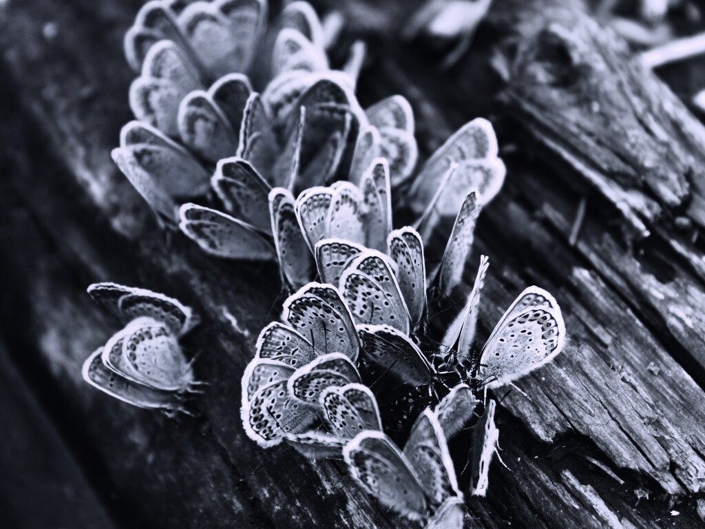 Голубые бабочки обои