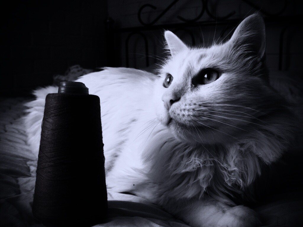 Белый кот с катушкой ниток обои