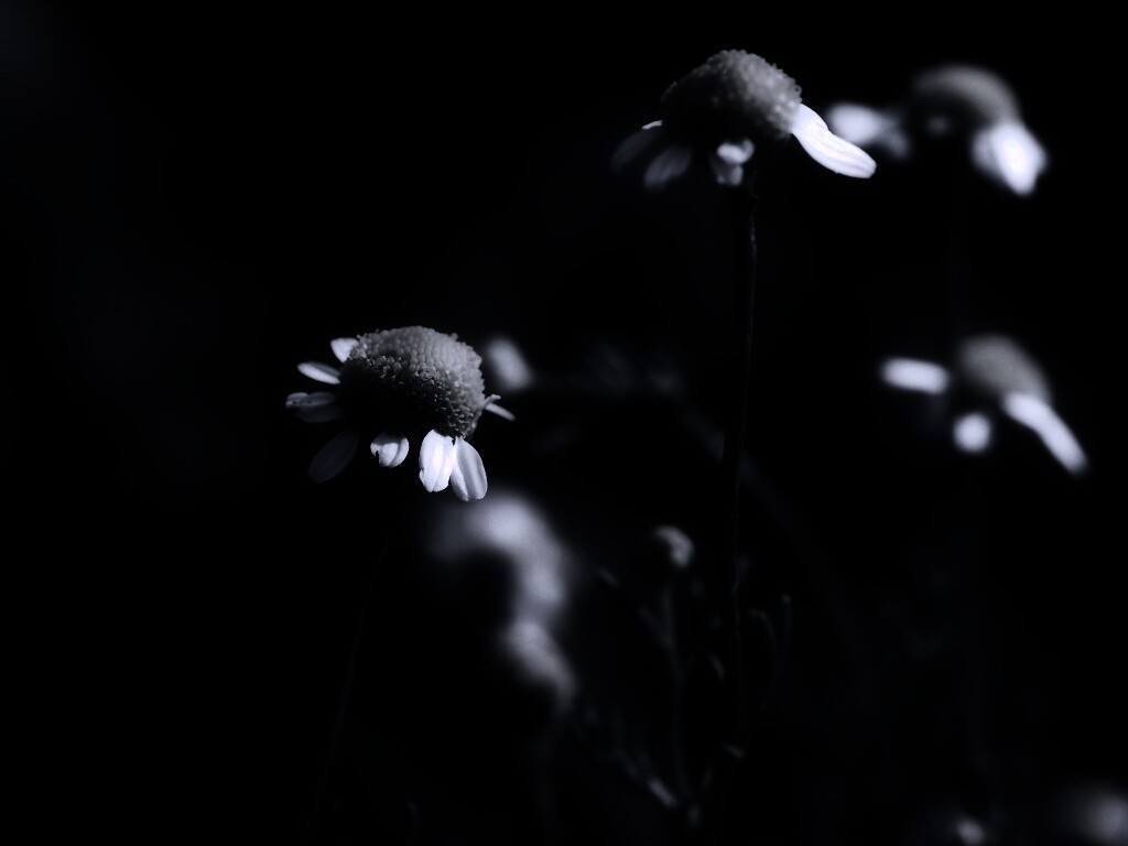 Стремный лепестун обои