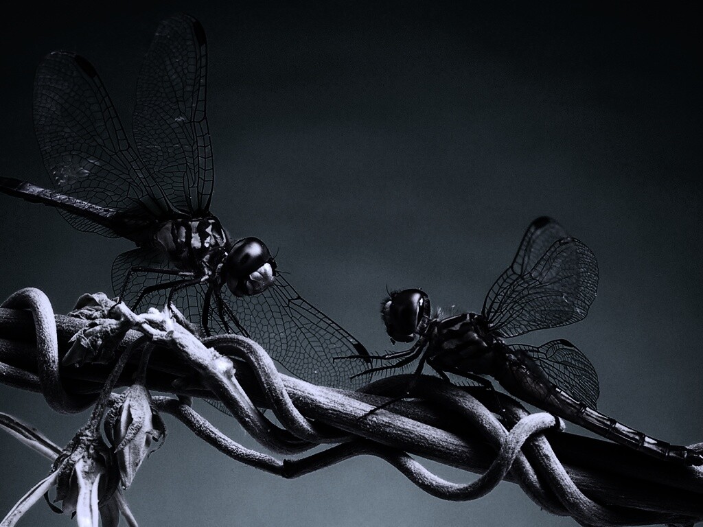 Две стрекозы обои