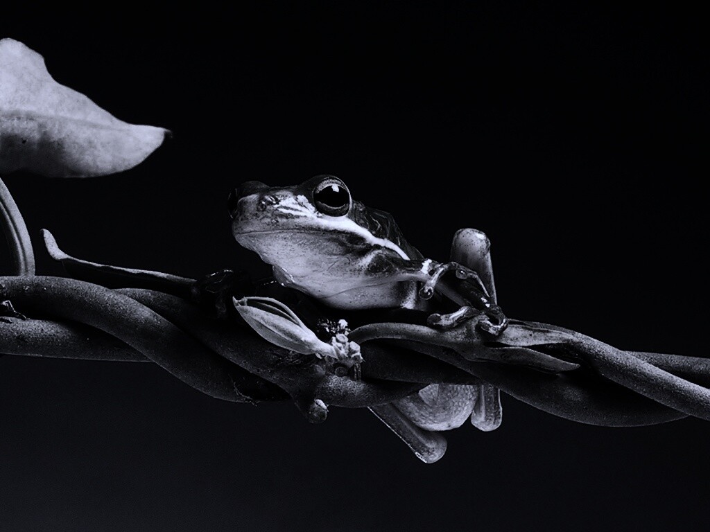 Лупоглазая лягушка на лиане обои