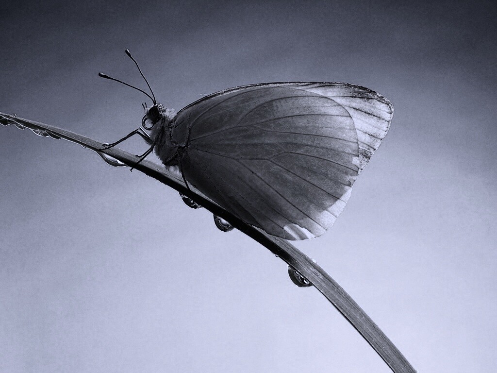 Жёлтая бабочка на стебельке обои