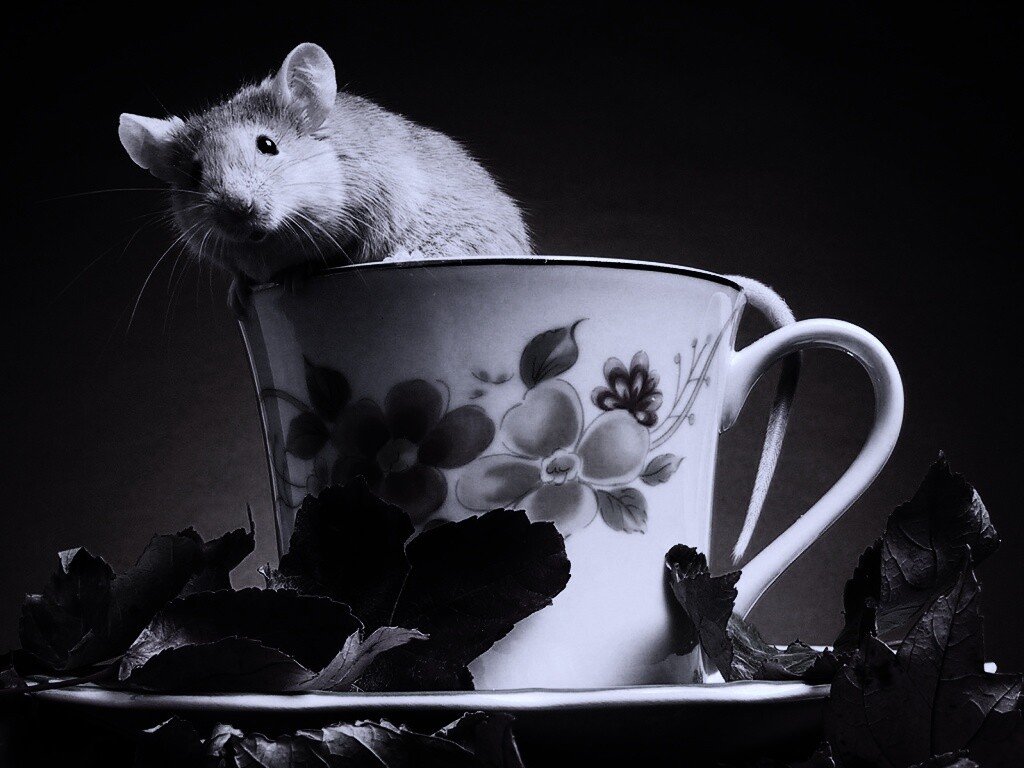 Мышонок выбирается из чашки обои