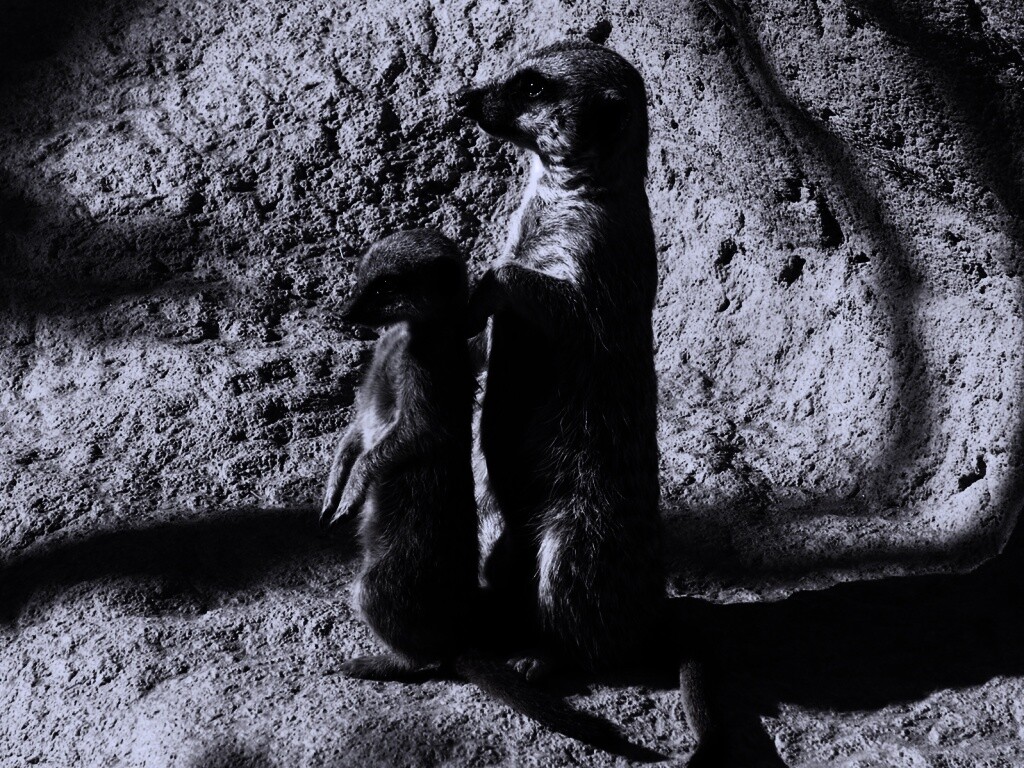 Сурикаты на страже отчизны обои