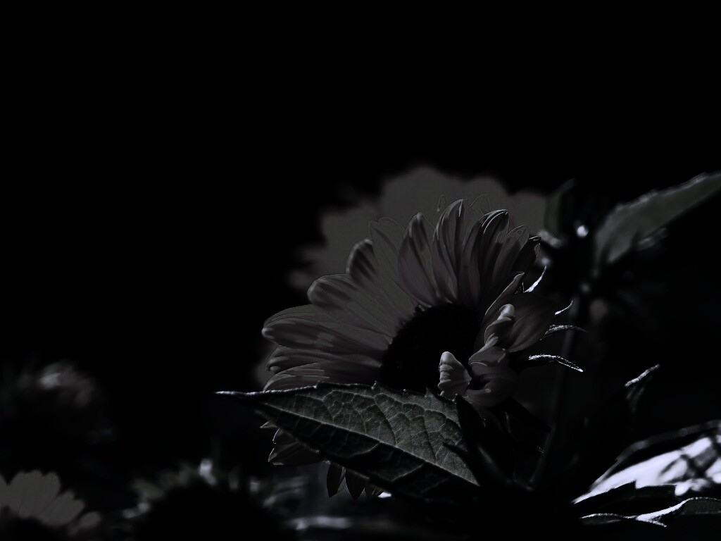 Цветок солнца обои