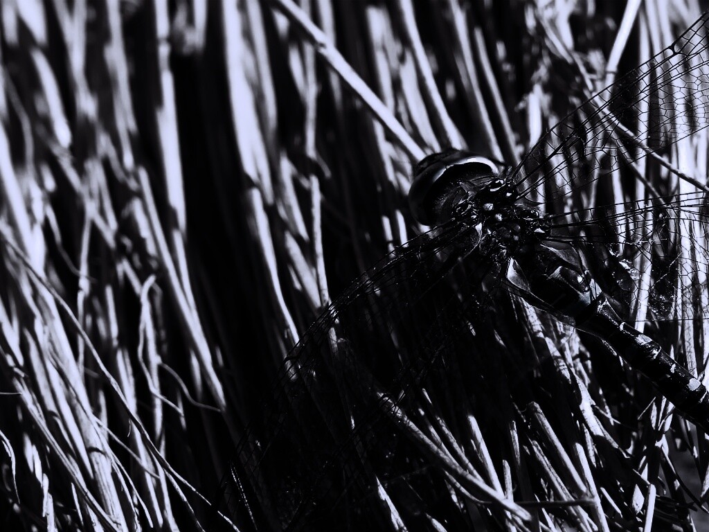 Стрекоза на сене обои