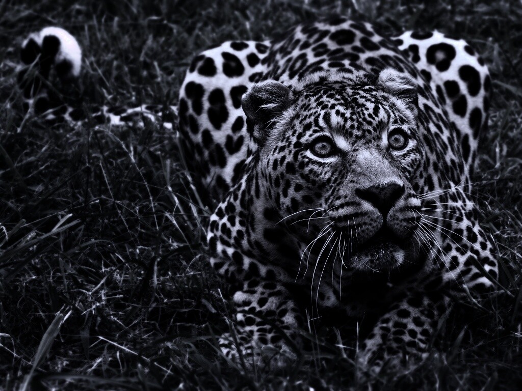 Приготовился прыгать обои