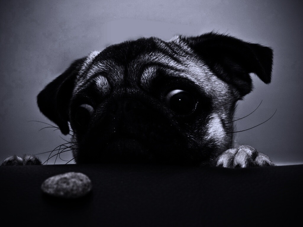 Собака нашла печеньку обои