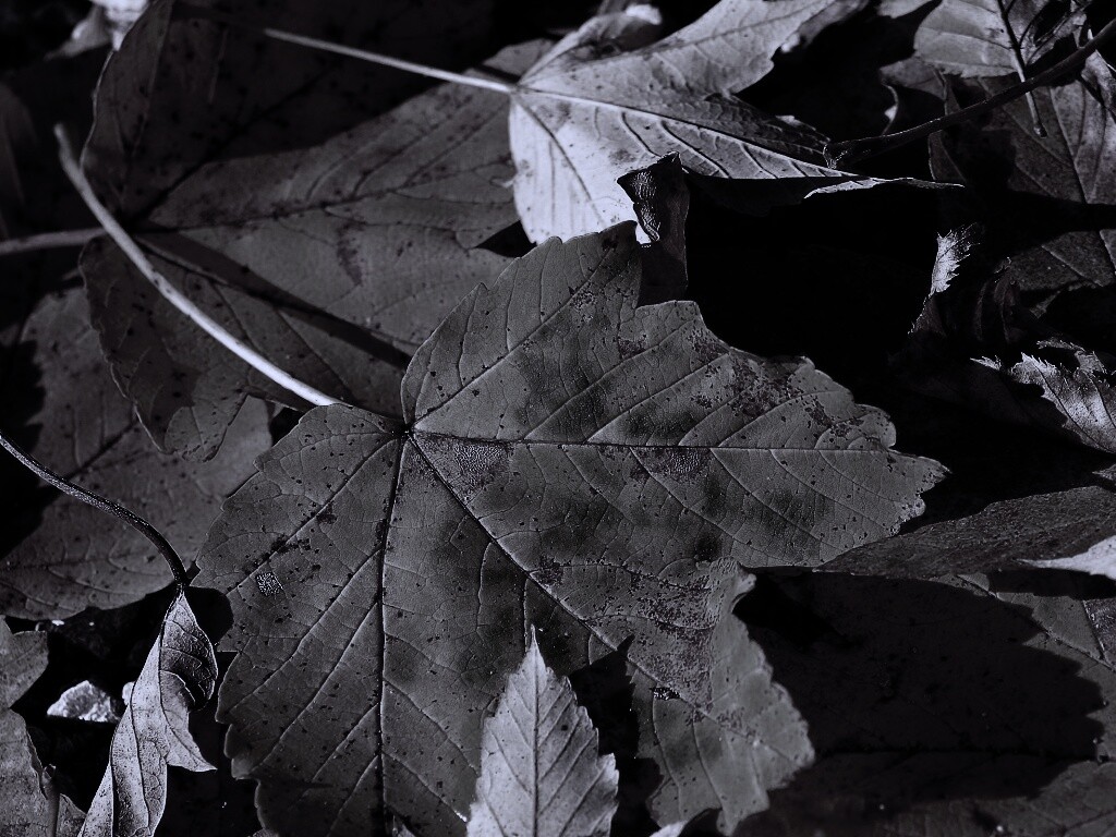 Осенние листья обои