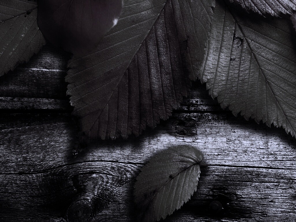 Красиво разложенные листья обои