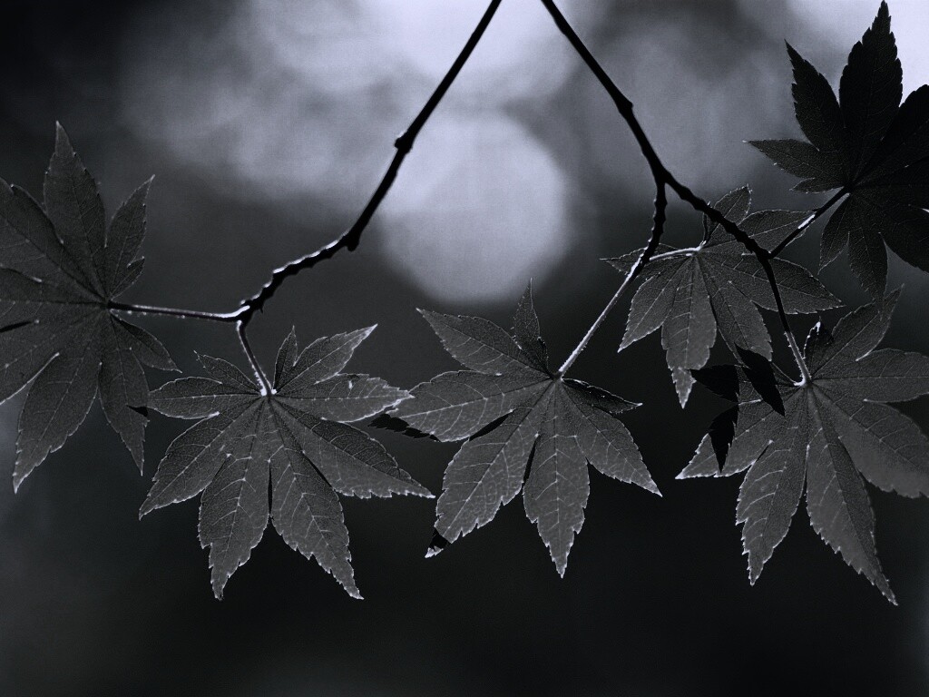 Зелёные листья обои