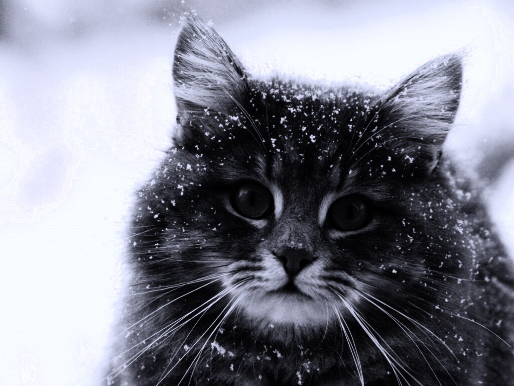 Кот в снегу обои