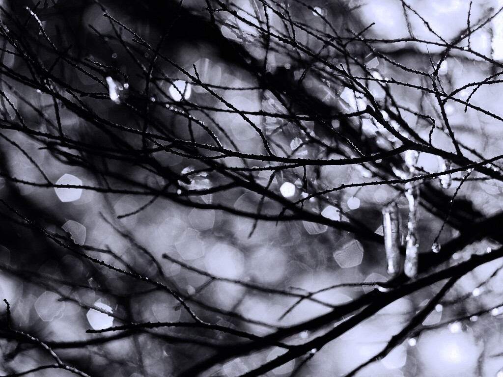 Мокрые ветви дерева обои