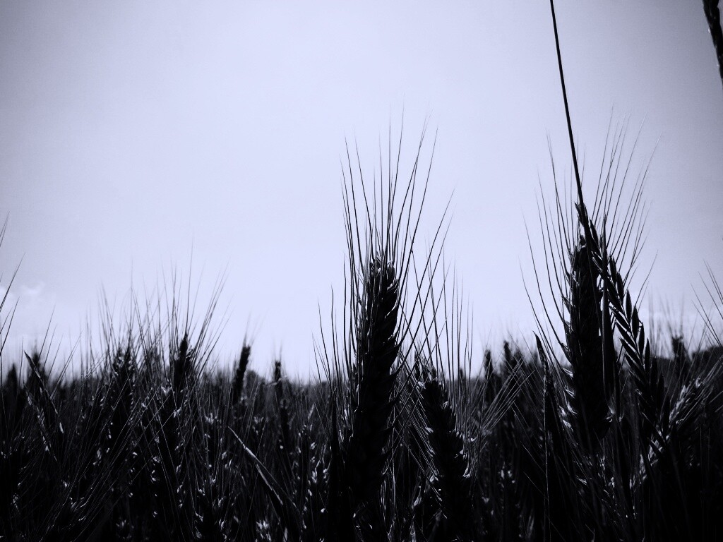 Колосья в поле обои