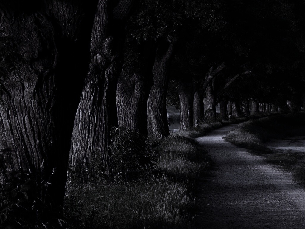 Аллея старых раскидистых деревьев обои