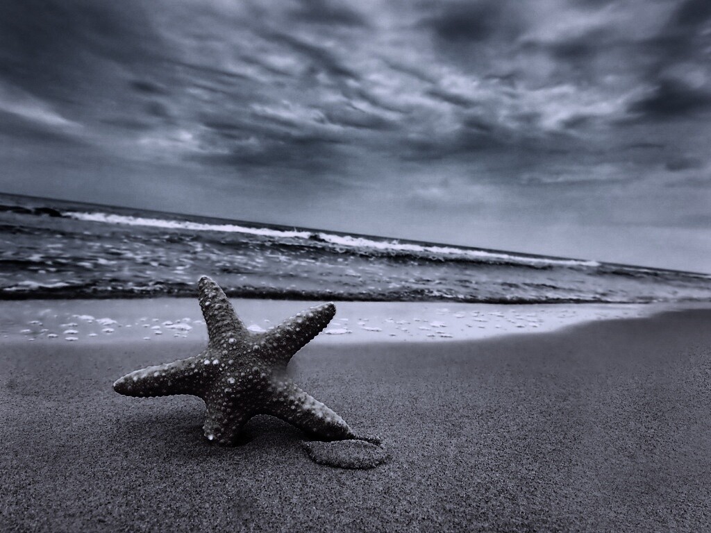 Морская звезда в песке обои