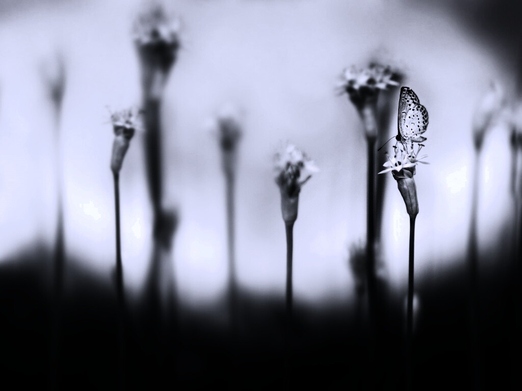 Бабочка на цветке обои