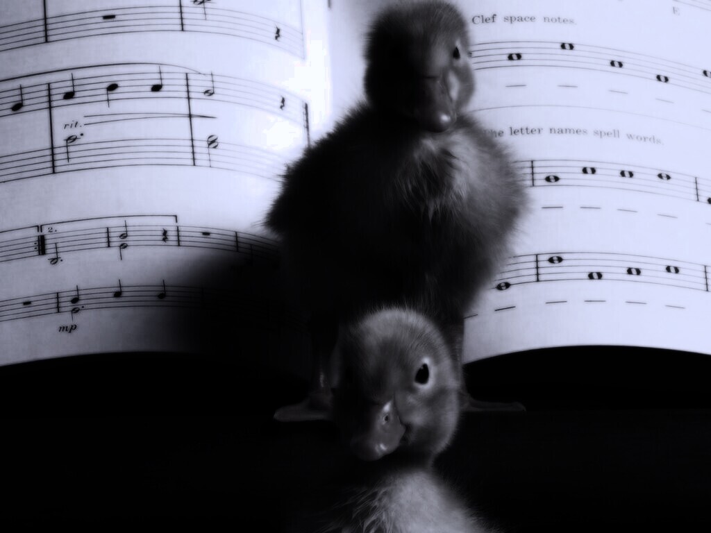 Музыкальные утята обои