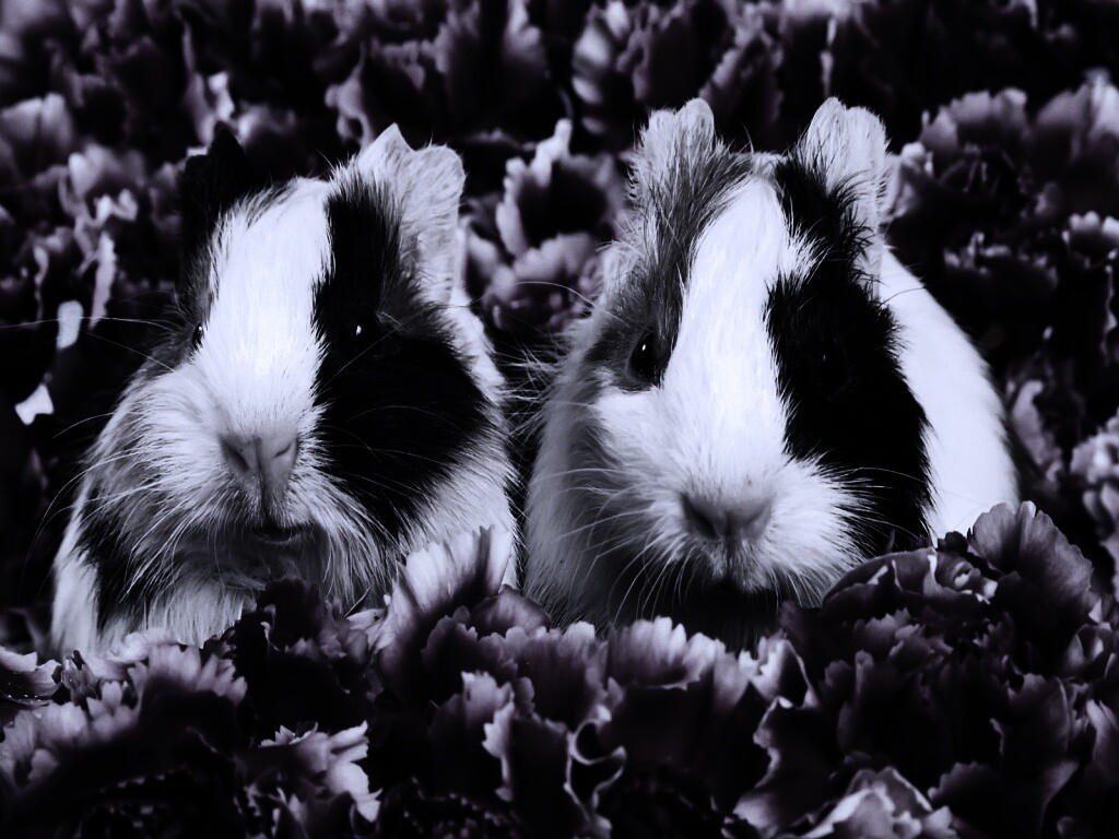 Морские свинки в гвоздиках обои