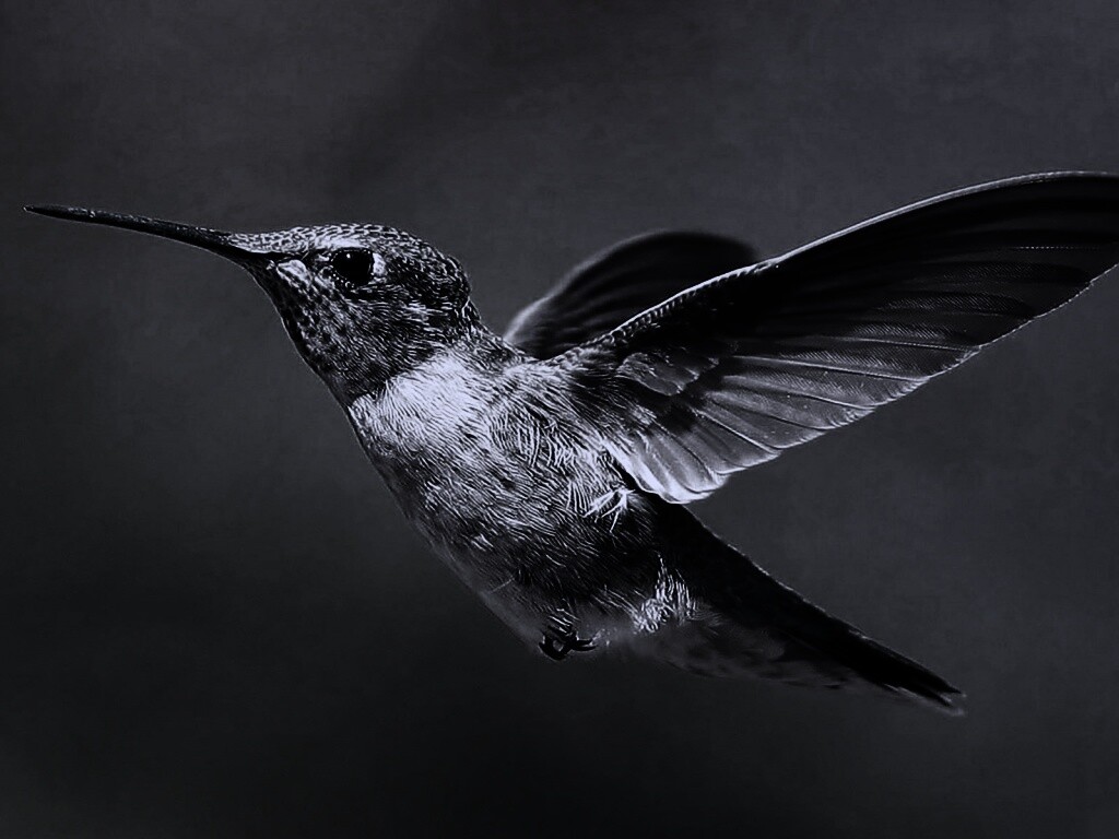 Колибри в полёте обои
