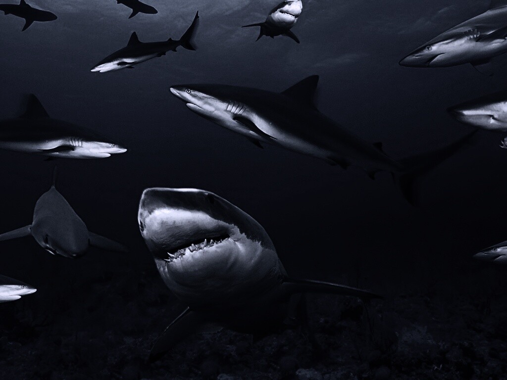 Стая акул обои