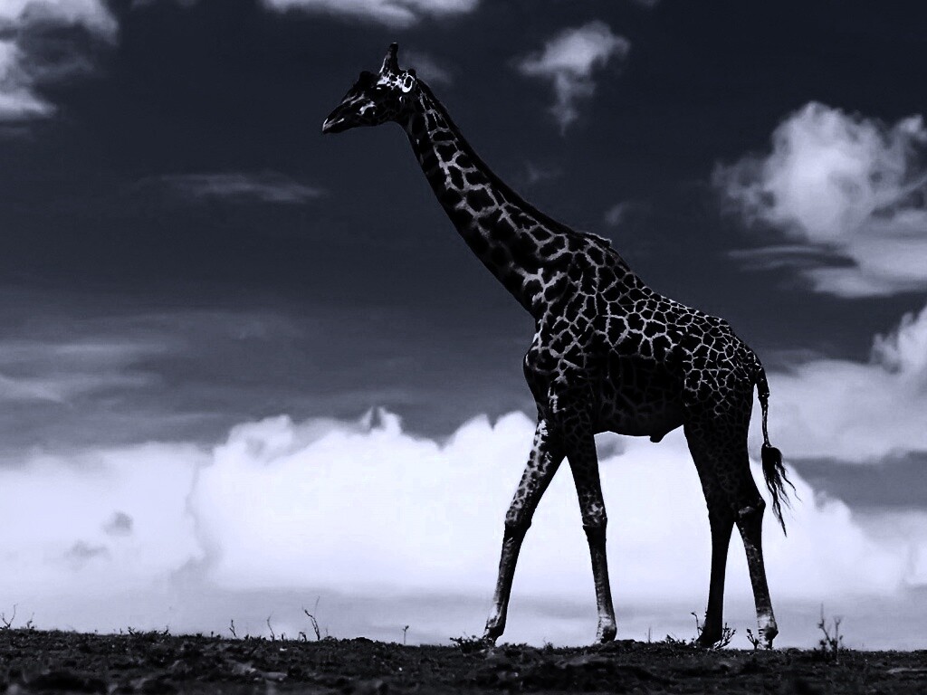 Жираф на прогулке обои