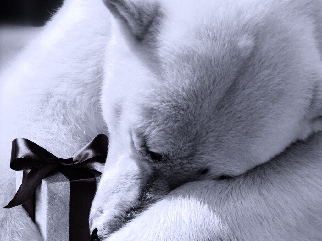 Белый мишка с подарком обои