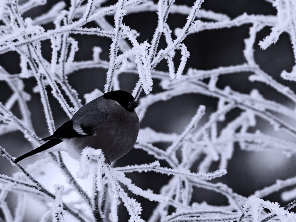 Снегирь на ветке обои