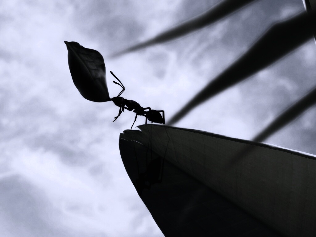 Муравей тащит лист обои