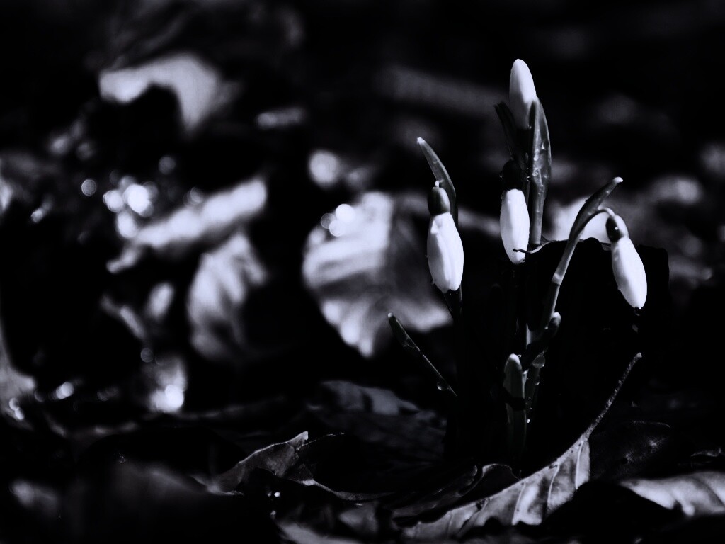 Первые весенние цветы обои