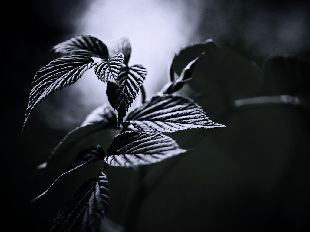 Листья малины обои