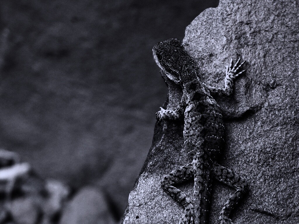 Ящерица на камне обои