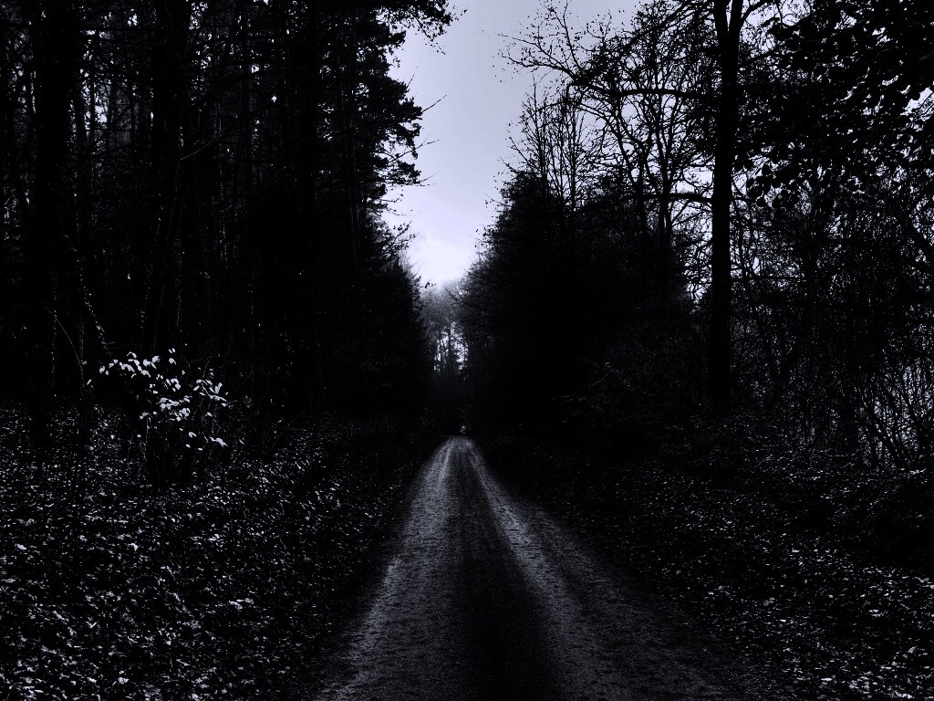 Дорога через лес обои