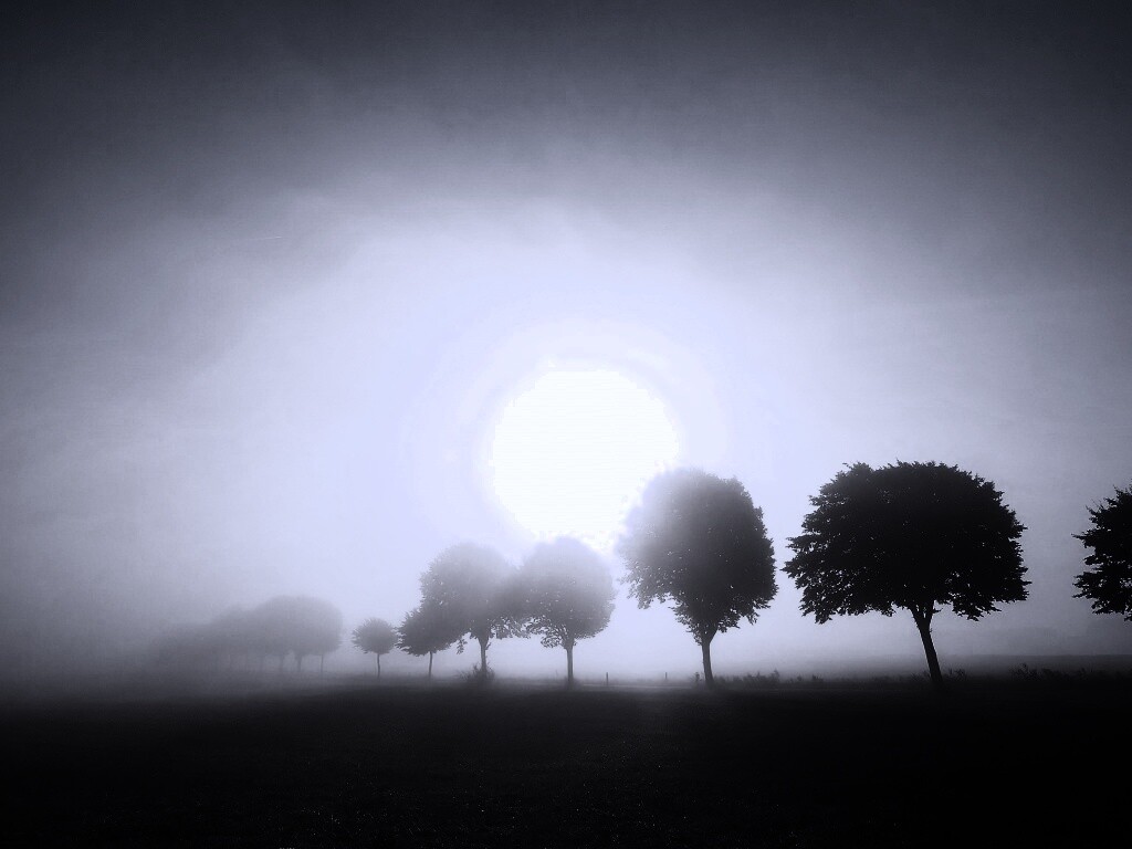 Деревья в поле обои