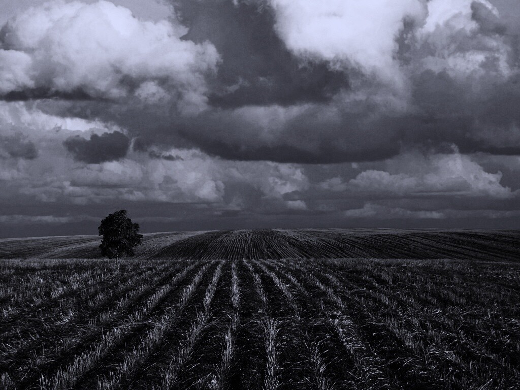 Дерево в поле обои