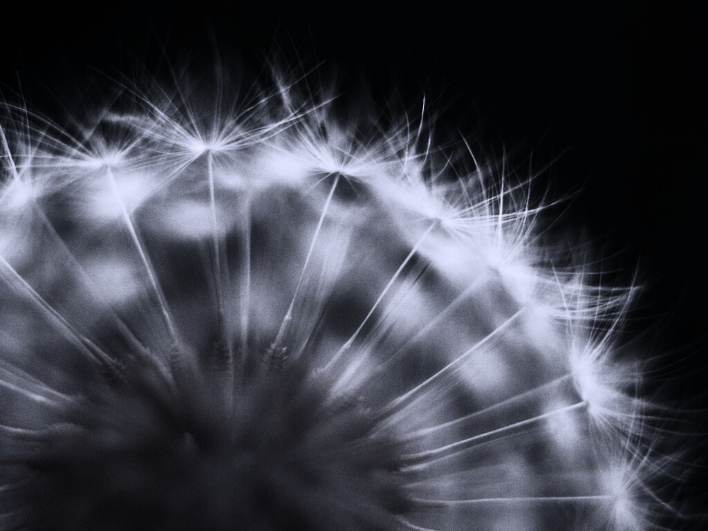 Макро фото одуванчика обои